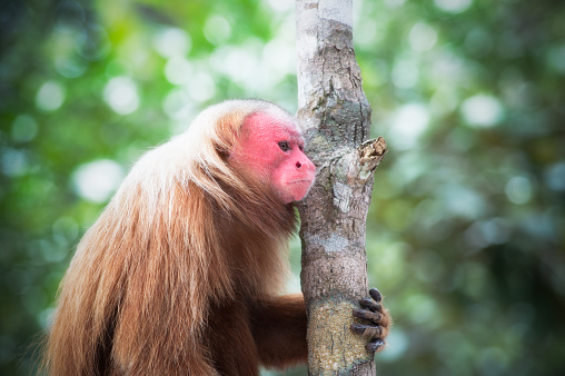 Uakari Red Faced Monkey In Brazil Stock Photo - Download Image Now - Animal,  Animal Body Part, Animal Head - iStock