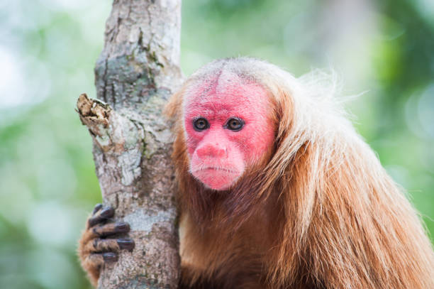 istock Uakari, red faced monkey in Brazil, awayting for someone 1187158460