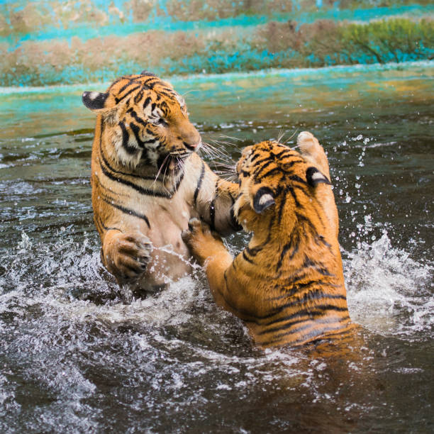 istock Young tigers are playing in a pool 1187158464