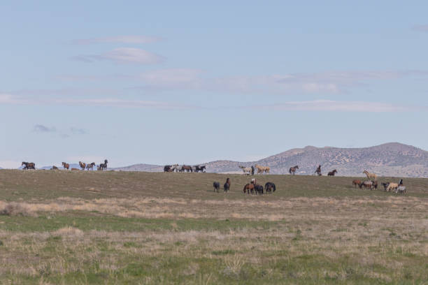 istock Wild Horses in Utah in Springtime 1187158910