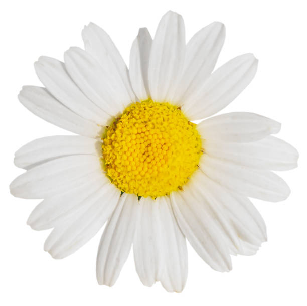 istock White Daisy on blurred background close up isolated 1187159154