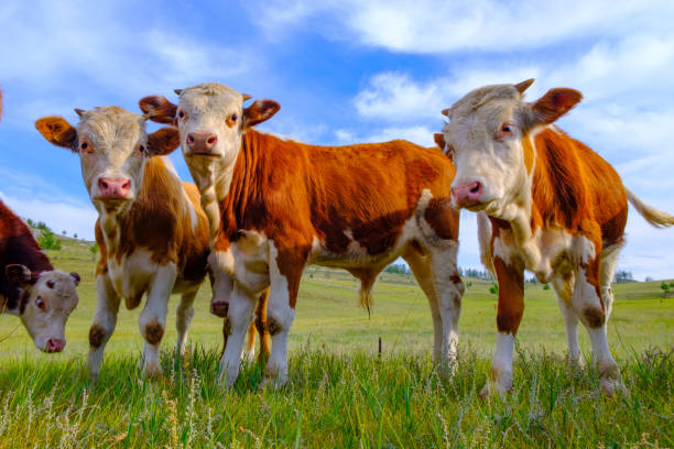 istock A group of baby calves 1187159194