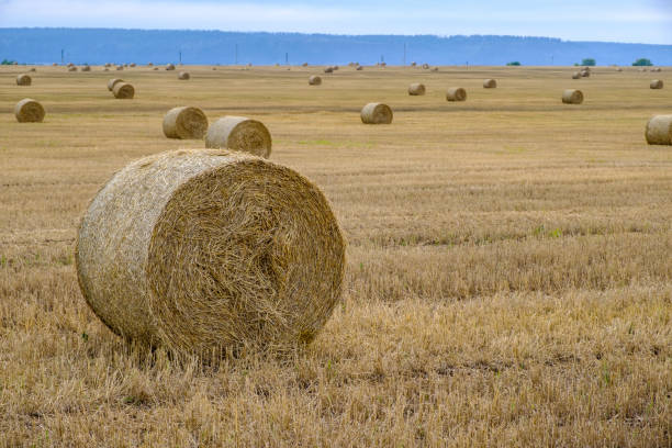Hay rolls on the field stock photo