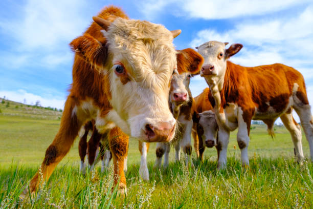 A group of baby calves stock photo