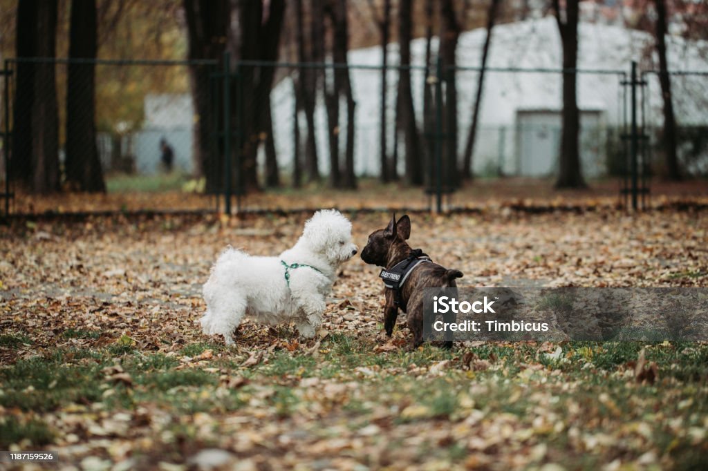First meeting Dogs,Puppies,Serbia,2019,Autumn Off-leash Dog Park Stock Photo