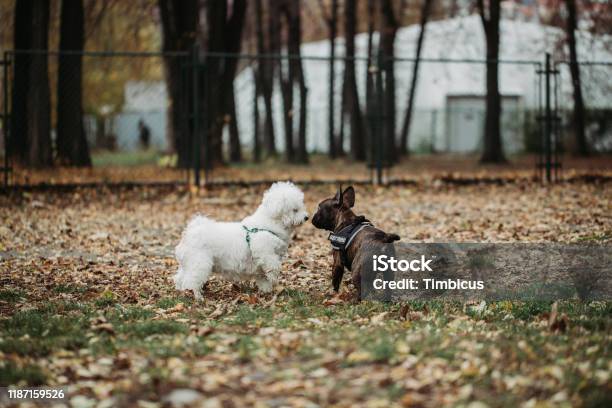 First Meeting Stock Photo - Download Image Now - Off-leash Dog Park, Dark, French Bulldog