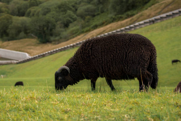 одинокая черная овца на валлийском склоне б�рекон-маяков уэльса - rural scene non urban scene domestic animals sheep стоковые фото и изображения