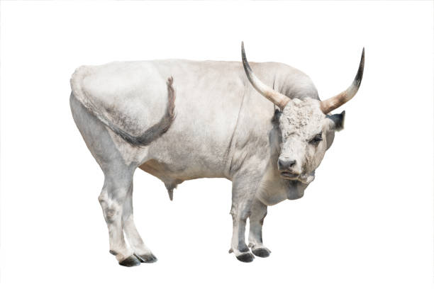 istock Hungarian gray bull isolated on a white 1187160546