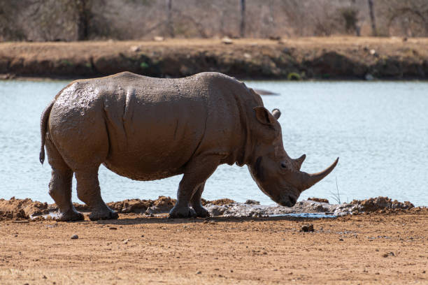 istock a rhino standing next to a waterhole in swaziland 1187160588