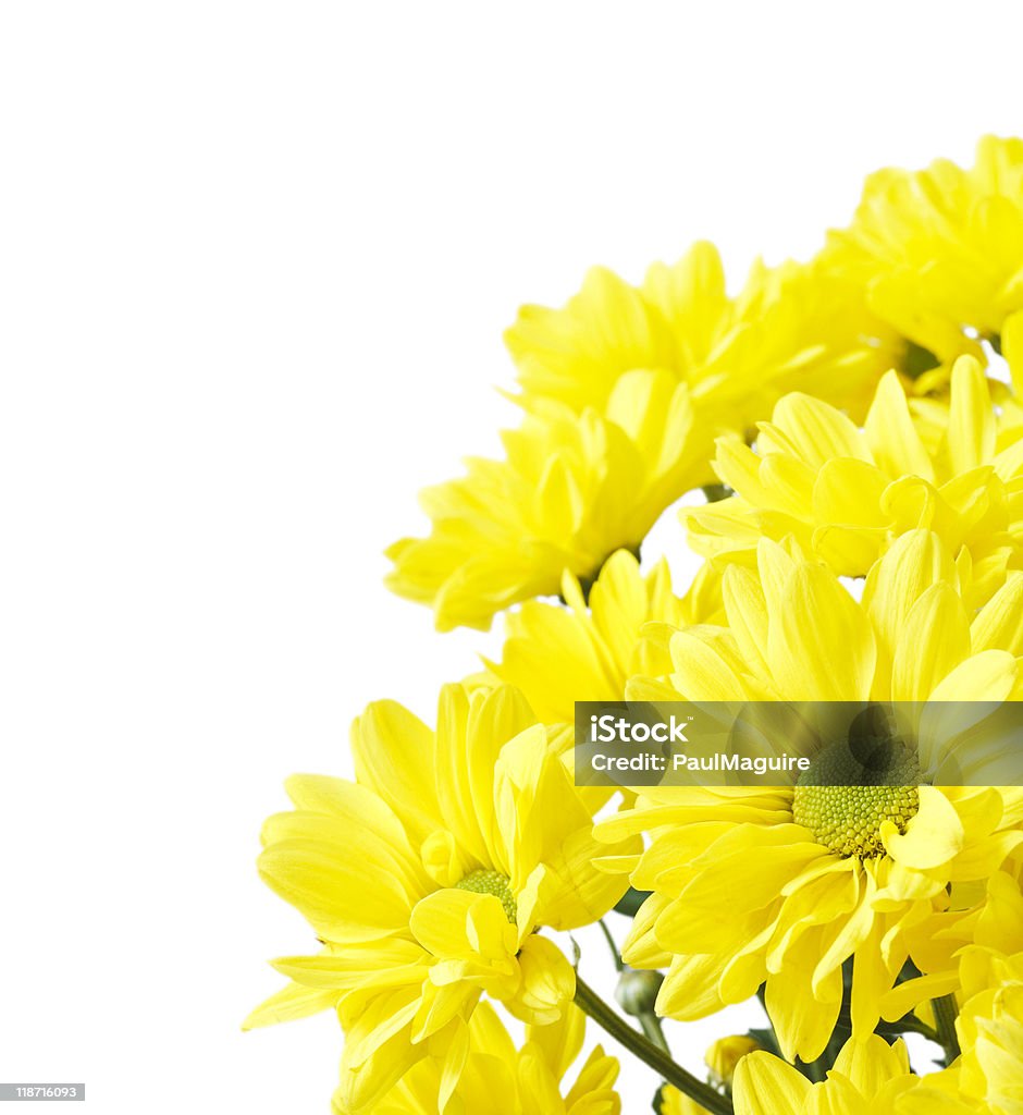 Flowers with copy space  Aster Stock Photo