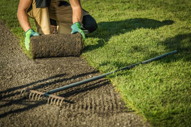 istock Gardener Lay The Turf 1187161572