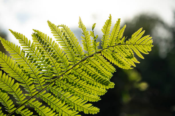 istock Backlit fern on the Malvern hills 1187162446