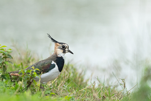 A Northern lapwing (Vanellus vanellus) in a meadow near a pond (Isonzo, Italy)