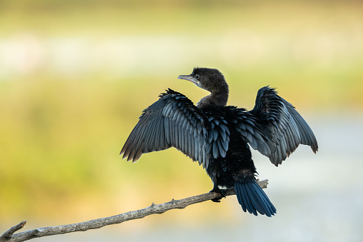 A Pygmy cormorant (Microcarbo pygmaeus) resting on a small branch near the water (Isonzo, Italy)
