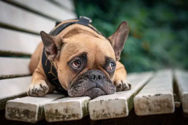 Photo of Adorable small French Bulldog dog with sad eyes looking up lying on white bench