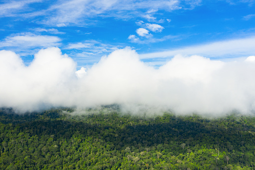 View from above, stunning aerial view of the Taman Negara National Park with the tropical rainforest and beautiful soft clouds. Taman Negara National Park, located in Peninsular Malaysia is the world's oldest rainforest.