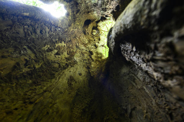 istock (Selective focus) Stunning view from inside a tropical tree trunk. Beautiful tree with lush foliage in the rainforest of the Taman Negara National Park. 1187169217