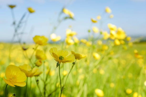 Bright Yellow Buttercups In A Meadow