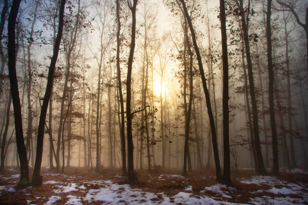 mgła w lesie - forest transylvania rain fog zdjęcia i obrazy z banku zdjęć