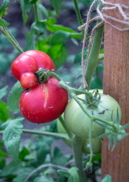 istock Pink tomatoes ripen in the garden. 1187169458