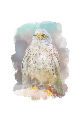Digitally drawing (watercolor style) of common kestrel. It may be used as t-shirt print.