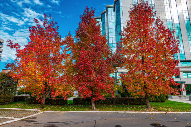 istock Golden autumn scene in a Belgrade 1187170509