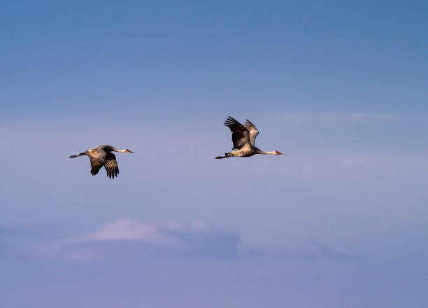 istock Sandhill Cranes at Sunset and Sunrise 1187170830