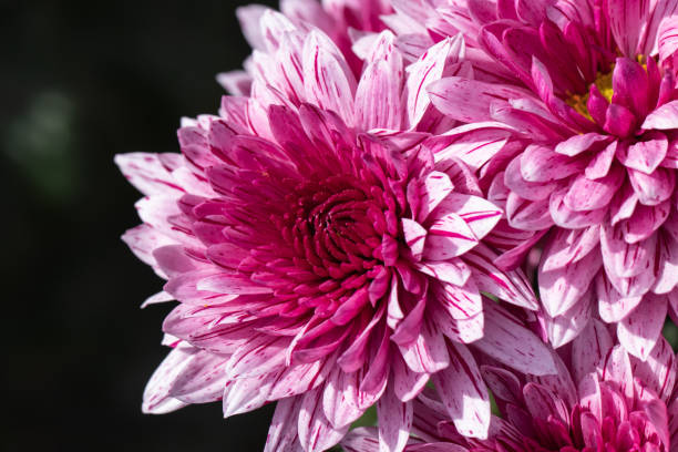istock Pink chrysanthemums close up 1187171862