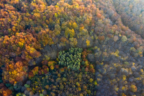 istock Autumn forest aerial drone view 1187172008