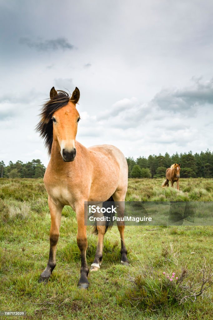 New Forest ponies Native British ponies graze freely on common land in the New Forest, Hampshire, UK Horse Stock Photo