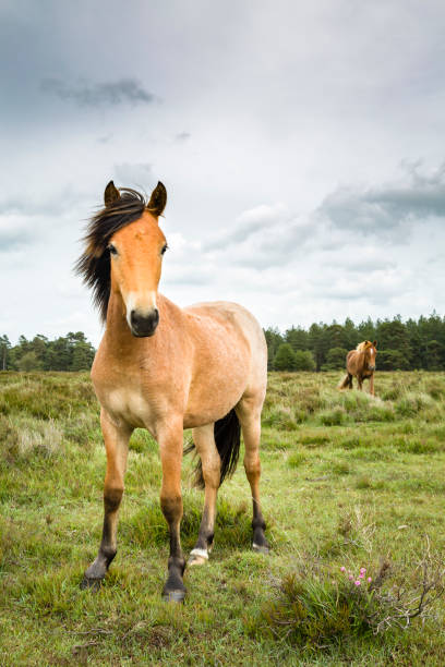 New Forest ponies Native British ponies graze freely on common land in the New Forest, Hampshire, UK new forest photos stock pictures, royalty-free photos & images