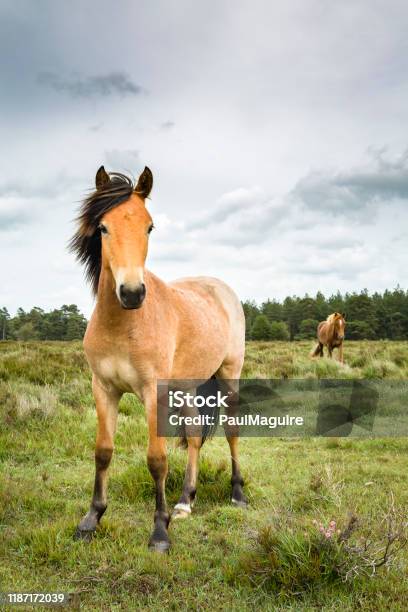 New Forest Ponies Stock Photo - Download Image Now - Horse, Pony, New Forest National Park