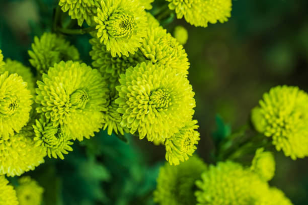 istock Green chrysanthemums close up 1187172083