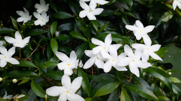 istock Gerdenia Crape Jasmine/Dwarf Gardenia/DokPUK_Suphachok 1187172196