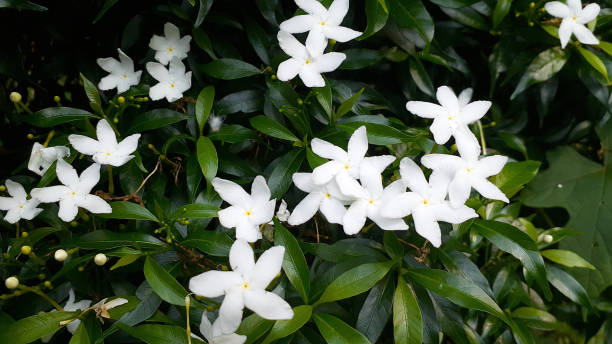 istock Gerdenia Crape Jasmine/Dwarf Gardenia/DokPUK_Suphachok 1187172213