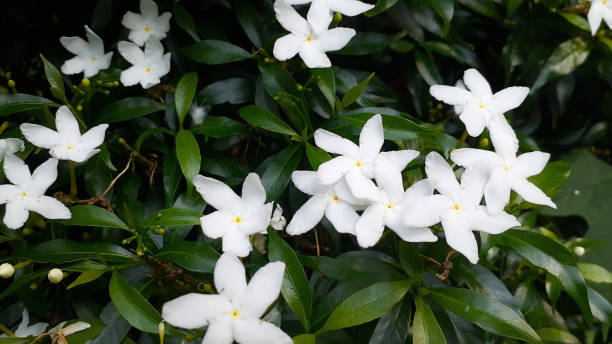 istock Gerdenia Crape Jasmine/Dwarf Gardenia/DokPUK_Suphachok 1187172217