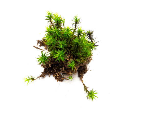 Green moss lichen isolated background