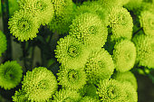 Green chrysanthemums close up