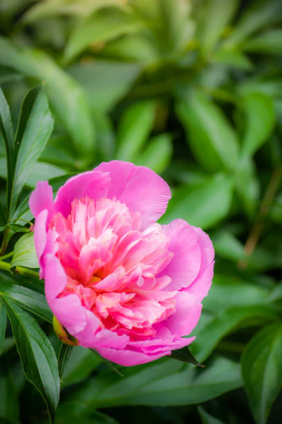 istock Pink peony flower close up 1187178027
