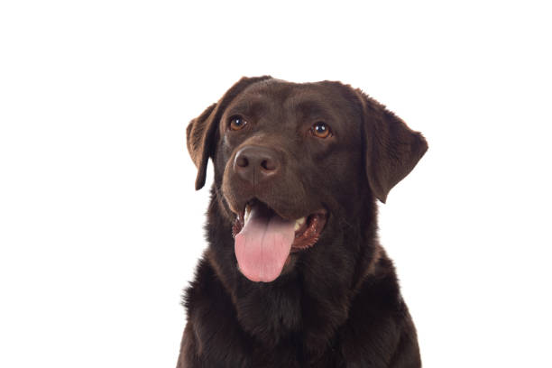 istock Beautiful Black Golden Retriever dog 1187178450