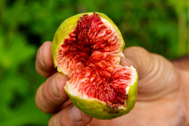 istock Someone showing a sweet fig 1187178716