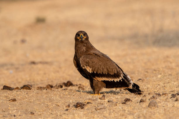 istock Steppe eagle or Aquila nipalensis portrait  during winter migration at jorbeer conservation reserve, bikaner, rajasthan, India 1187180120
