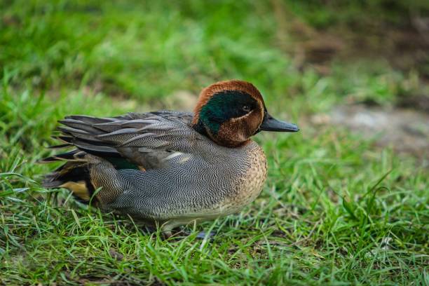 Close up image of green-winged teal A small male duck with green and brown head and grey body sitting on fresh grass. grey teal duck stock pictures, royalty-free photos & images