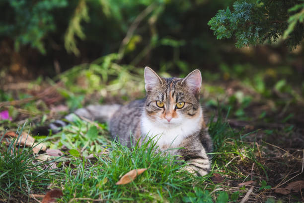 istock Mixbreed adopted cat in the garden 1187181861