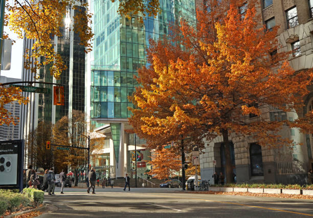 Vancouver, Canada - October 31, 2019: Pedestrians cross Burrard Street at West Hastings Street near brilliant fall foliage outside the historic Marine Building.