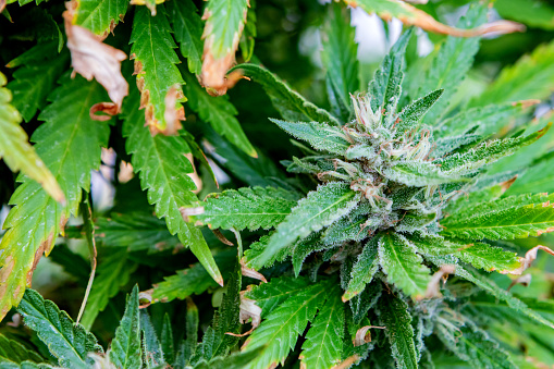 Medical Cannabis crop almost ready for harvesting on a legal grow farm