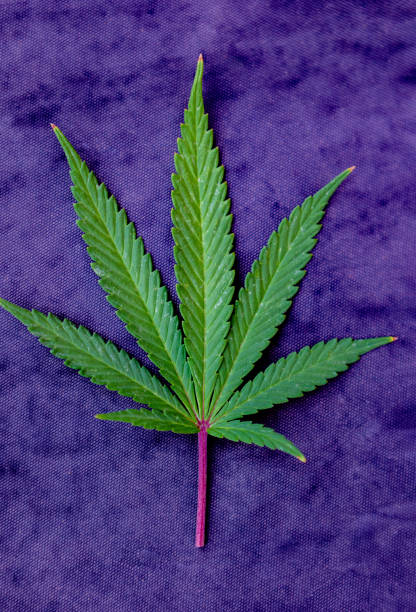 Medical Cannabis leaves on a purple background