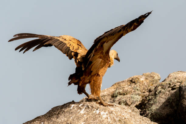 istock Vultures on a big rock with the cloudy sky 1187182360
