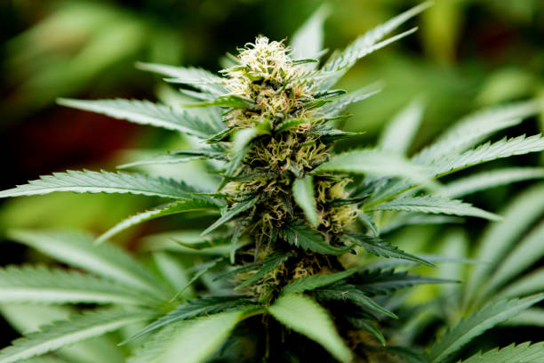 Medical Cannabis crop almost ready for harvesting on a legal grow farm