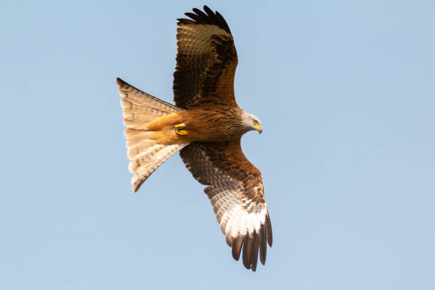 istock Awesome bird of prey in flight 1187182383